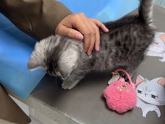 -纳吉亚猫专科动物诊疗中心(蒋宅口分院)