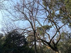 -杭州植物园