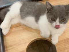 -袖虎·猫馆(体育西路店)