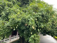 -广东圆玄道观