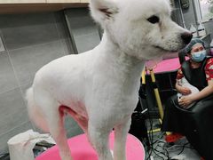 -宠福鑫康馨动物医院·骨科·眼科