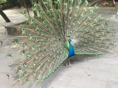 -老码头火锅(骡马市店)