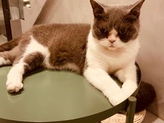 -猫儿山۰猫主题餐厅