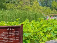 -莲湖公园