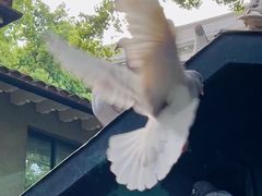 -上海宋庆龄故居纪念馆