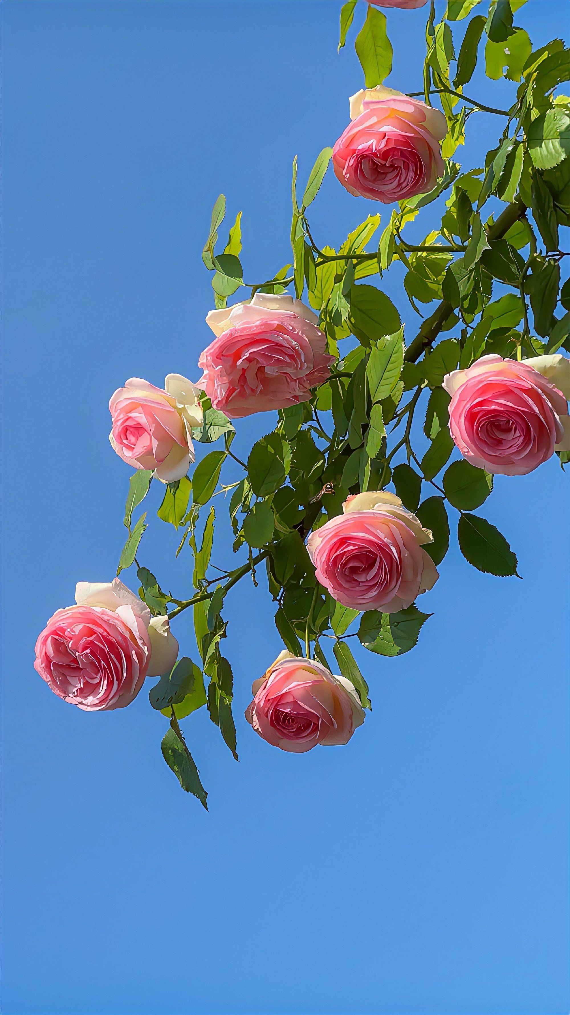 开满墙的月季花真的太美了!