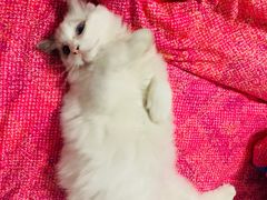 -Bastet sally猫舍购宠(静安店)