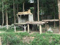 -清迈夜间动物园