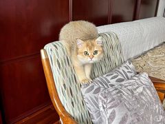 -东方名猫馆·英短金渐层布偶猫舍(环线广场1号楼店)