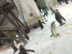 -大连圣亚海洋世界