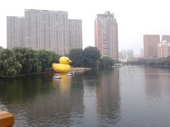 大黄鸭-沈阳南湖公园