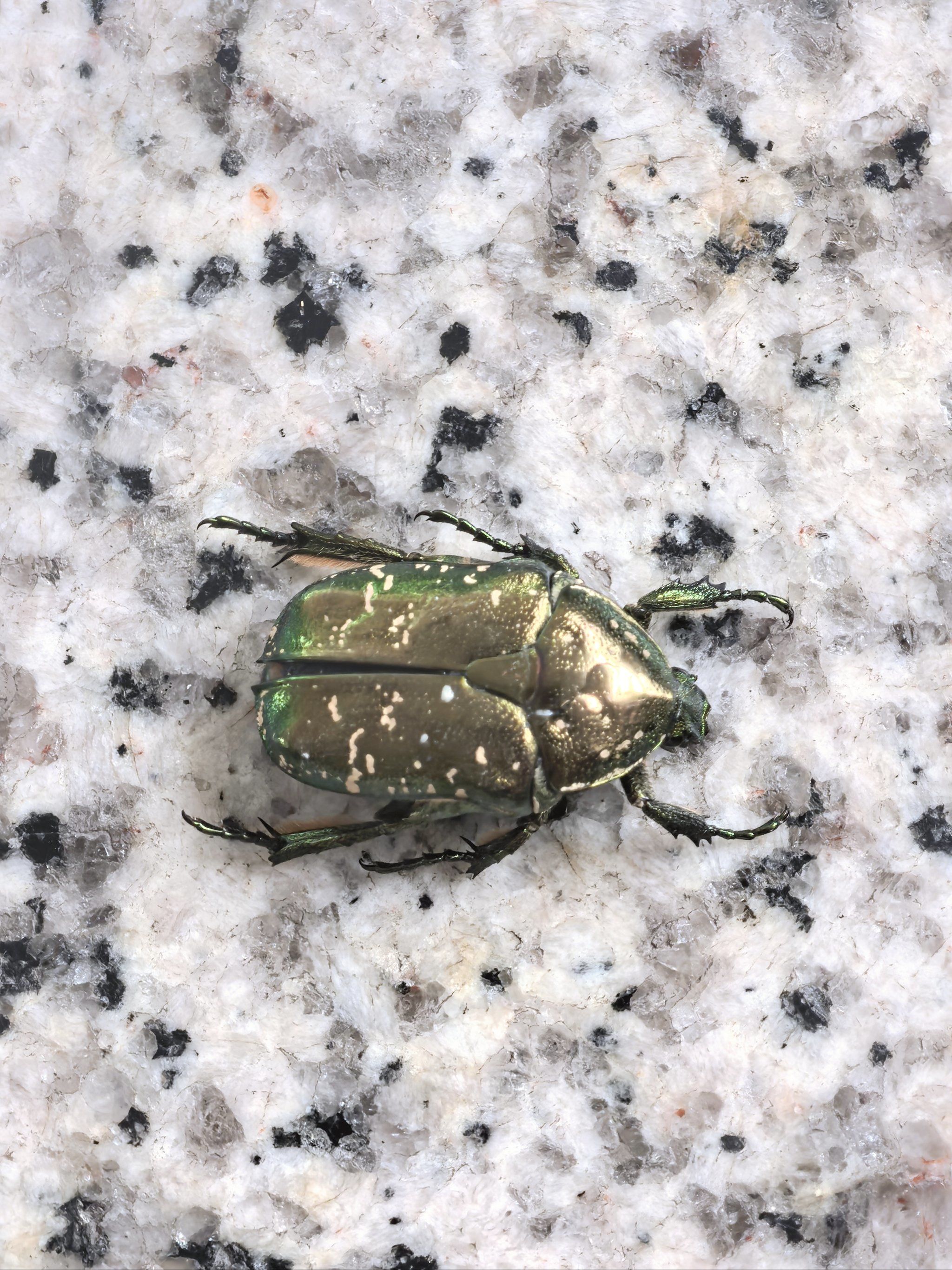 铜绿丽金龟94像宝石似的