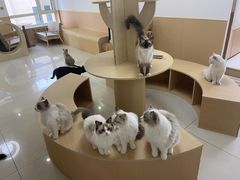 -鼓捣猫呢主题猫咖店