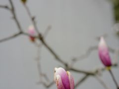 -无锡梅园公园