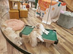 -袖虎·猫馆(体育西路店)