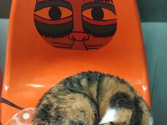 -猫咪博物馆(顶澳仔猫街店)