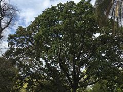 -墨尔本皇家植物园