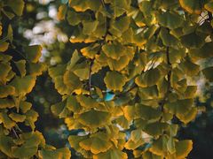 -三里屯东五街银杏大道