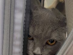 -纳吉亚猫专科动物医院·北北分院