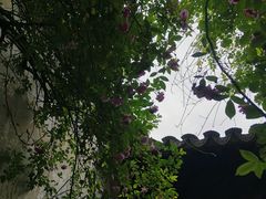 -艺圃