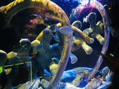 -悉尼海洋生物水族馆