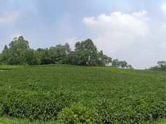 -美的鹭湖探索王国