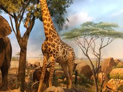 -陕西自然博物馆