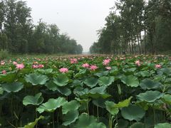 -微山湖红荷湿地景区