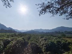 -中国茶叶博物馆(双峰馆区)