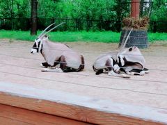 -大连森林动物园