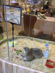 -卡通尼·Safari非洲探索乐园·生日会(金桥国际商业广场店)