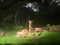 -夜间野生动物园