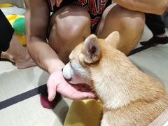 -逗柴咖啡屋·狗咖猫咖宠物桌游