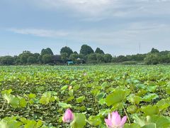 -上海海湾国家森林公园