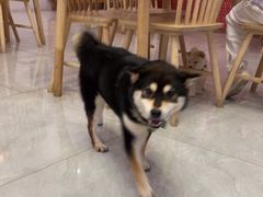 -柴犬小屋·柴餐厅·狗咖食堂(金鼎广场店)