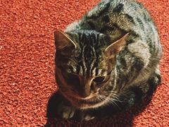 -复旦大学正大集团体育馆