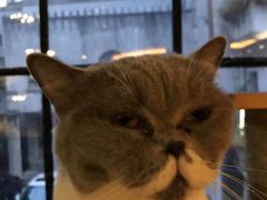 -more than meow吴止猫主题餐厅(承德 中船汇店)