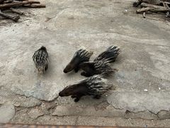 -昆明动物园