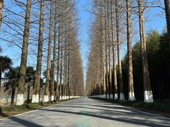 -黄海国家森林公园