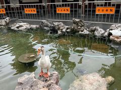 -龙华素斋(龙华路店)