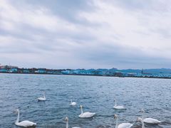 -烟墩角天鹅湖