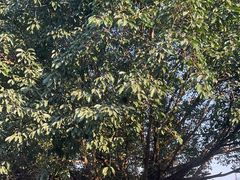 -瑞丽独树成林风景区