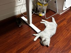 -艾贝尔宠物医院·24H转诊中心·肿瘤猫专科(江宁双龙店)