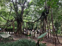 -中国科学院西双版纳热带植物园