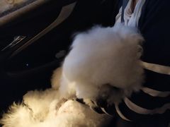 -帕帕拉兹宠物(亚洲旗舰店)