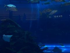 -迪拜水族馆及水下动物园