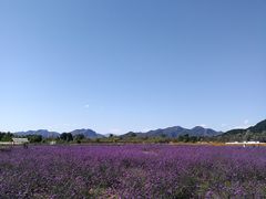 -北京东方普罗旺斯薰衣草庄园