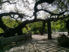 -小洲村