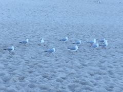 -黄金海岸
