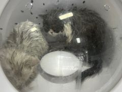 -喵百万·布偶·蓝金金渐层英短·猫舍(百子湾店)